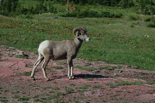 big horn sheep
